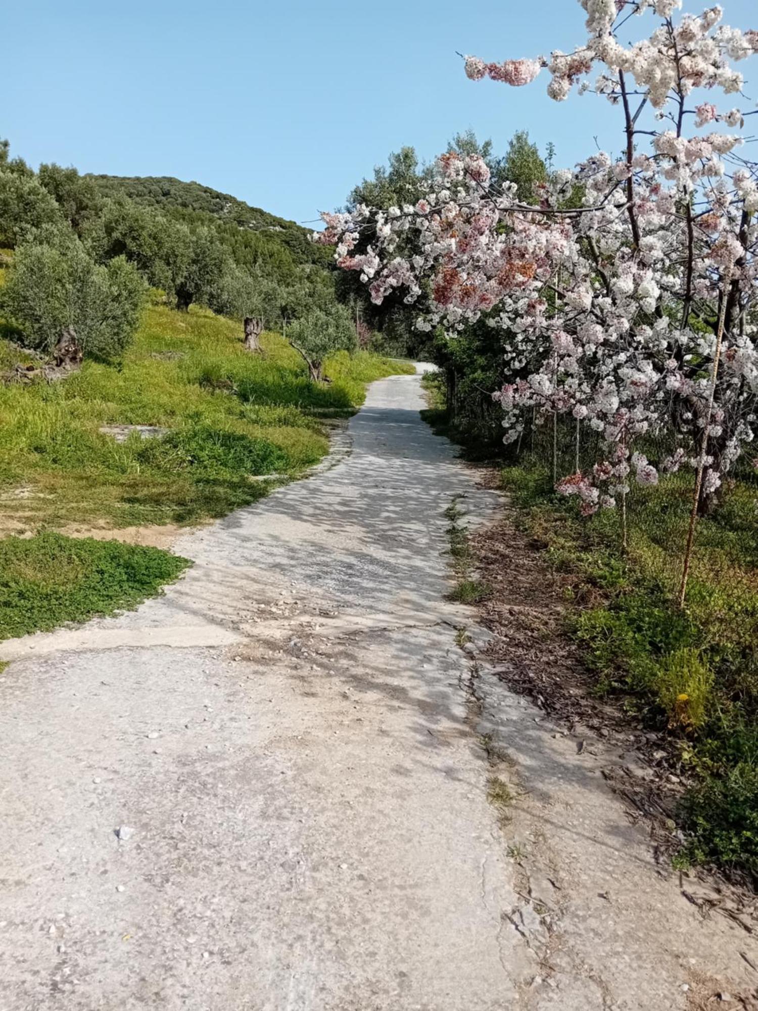 העיירה סקיאתוס Villa Krini מראה חיצוני תמונה